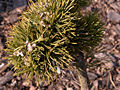 Pinus mugo Jacobsen IMG_4640 Sosna kosodrzewina